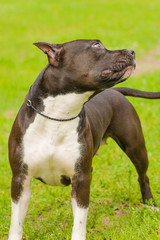dog of terrier Close-up