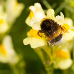 Hummel auf einer Wildblume