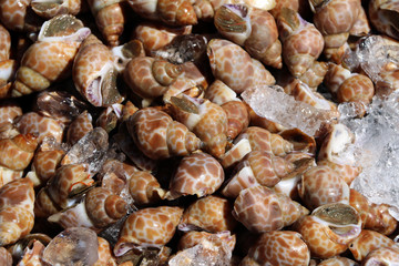 Pile of spotted babylon in ice. It is a single shell and quite thick oval, Smooth surface, The shell has a white background and a large brown rectangular.