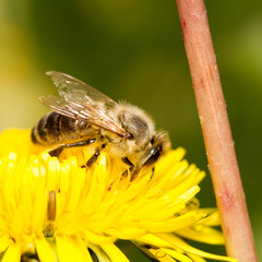 Honigbiene auf Löwenzahnblüte