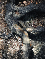 Abstract root of a beech tree