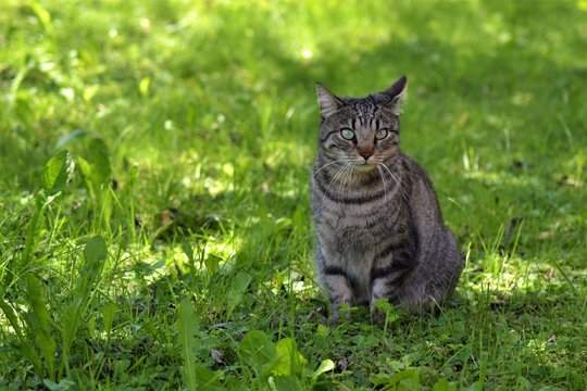 Katze im Gras