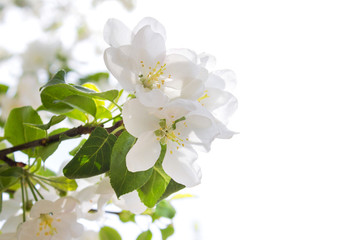 Obraz premium Flowering spring tree.