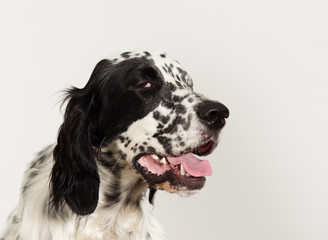 funny muzzle english setter dog looking