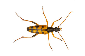 Beetle (Leptura maculata) isolated on a white background