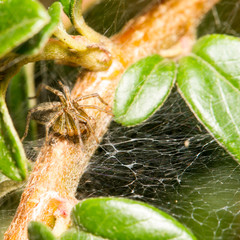 Spinne lauert im Netz