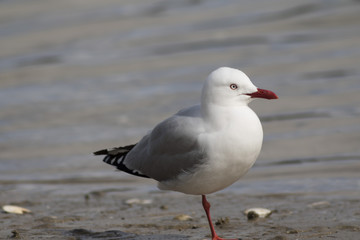 Naklejka premium New Zealand sea gull standing on the beach