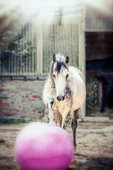 Gray horse play big pink ball in paddock