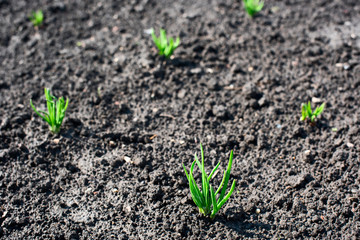 Small shoots of the plant Allium on the ground