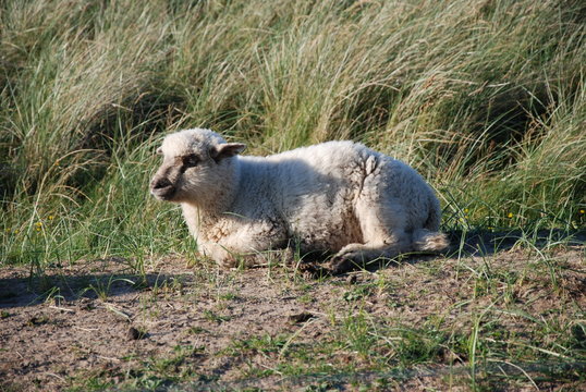 Schaf