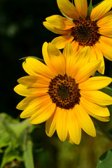Obraz premium Sonnenblumen