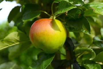 Apfel