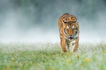 Fototapeta na wymiar Amazing young Siberian Tiger free in the wild.