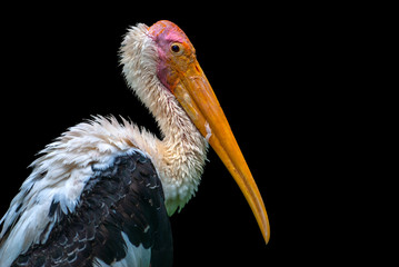 Painted Stork bird isolated on black background. With copy space.