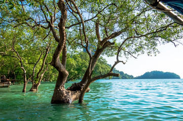 Scenics View of Seaside Tree in Water Against Coast