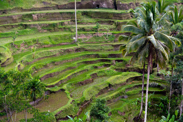 Landscape Of Rice Terrace Fields in Bali