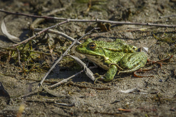 A green swamp toad sits on a sandy beach