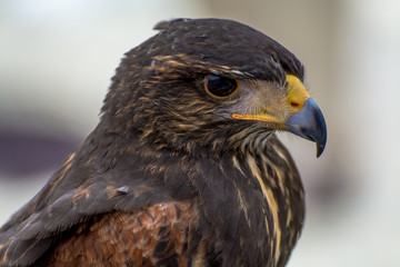Portrait of Prey Bird