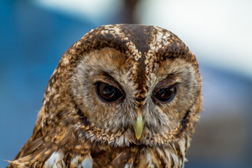 Portrait of Owl