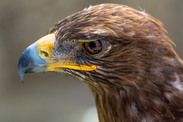 Portrait of Brown Hawk