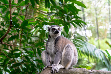 Portrait of Sitting Lemur Against Forest Plants