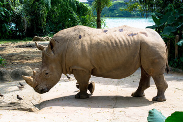 Side View of Rhino walking Against Lake and Forest