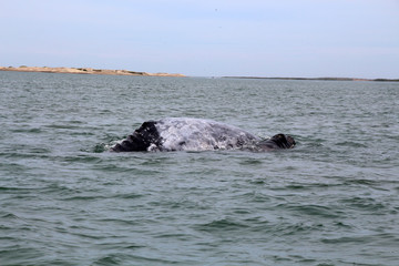 Fototapeta premium Grauwalkalb- Walbeobachtung