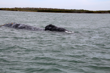 Fototapeta premium Grauwalkalb- Walbeobachtung