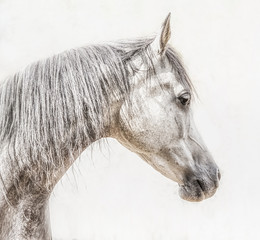 Portret szara arabska końska głowa na lekkim tle, profilów obrazki - 167669972