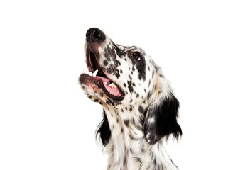 Portrait of an english setter dog looking up