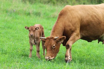 brown cow with her calf on a green pasture