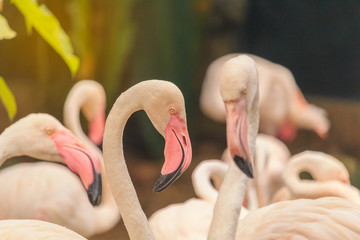 Flamingo birds standing close to each other look like a heart-shaped neck..