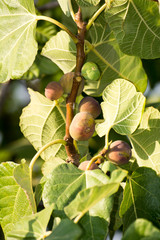 Fototapeta premium italian ficus in a hot summer day