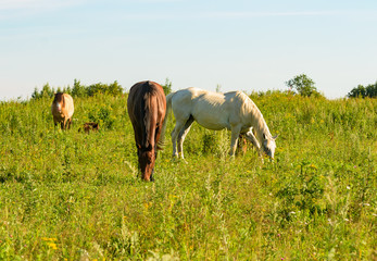 Horse on open pasture.