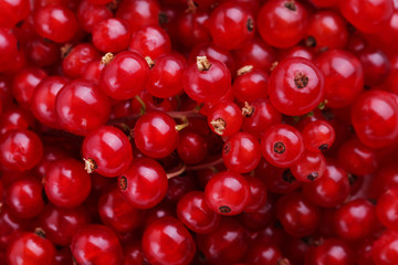 Red currants background