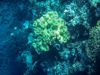 Naklejka na ściany i meble Die Unterwasserwelt eines indonesischen Korallenriffs
