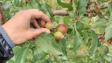Doing apple thinning in organic orchard
