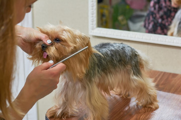 Hands combing york terrier. Groomer working, cute little dog.