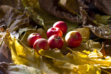 Yellow and red autumn apples 