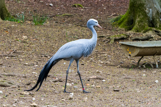 The blue crane (Grus paradisea), also known as the Stanley crane and the paradise crane