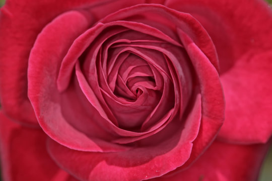 Rose bud close up photo