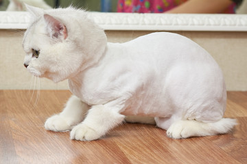 Fototapeta na wymiar White british shorthair side view. Cat on the table.