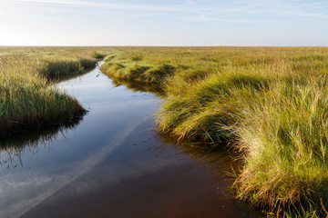 Priel in den Salzwiesen