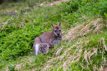 Kangaroo portrait in the wild