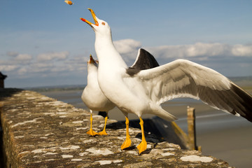 Naklejka premium Gulls or seagulls are seabirds of the family Laridae in the suborder Lari at Le Mont-Saint-Michel