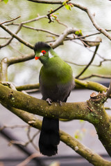 Portrait of subtropical Fischer's turaco (Tauraco fischeri), species of bird in the family Musophagidae