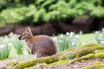 Obraz premium Kangaroo portrait in the wild
