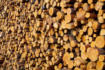 A pile of logs in a forest