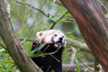 The red panda (Ailurus fulgens), also called the lesser panda, the red bear-cat, and the red cat-bear