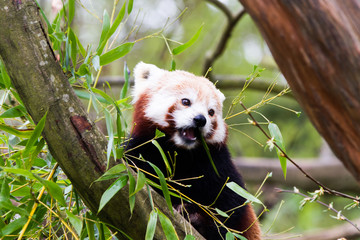 The red panda (Ailurus fulgens), also called the lesser panda, the red bear-cat, and the red cat-bear
